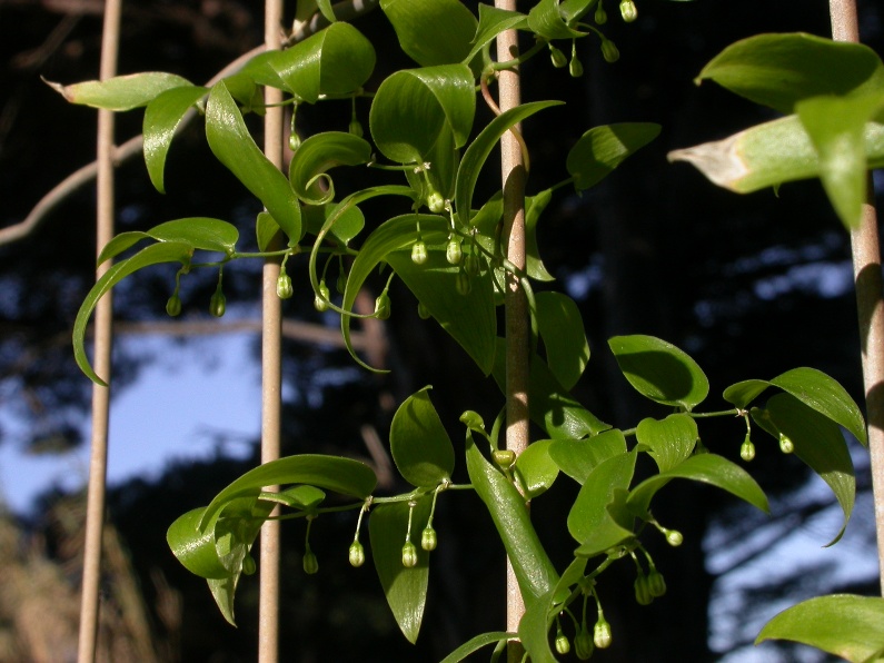 Elide asparagoides f.fl.2.JPG