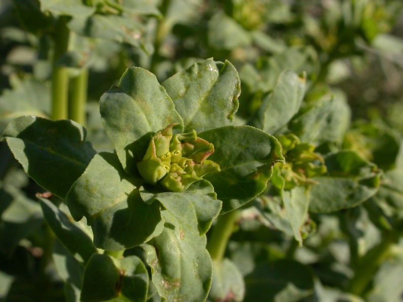 Euphorbia terracina f.infl..JPG