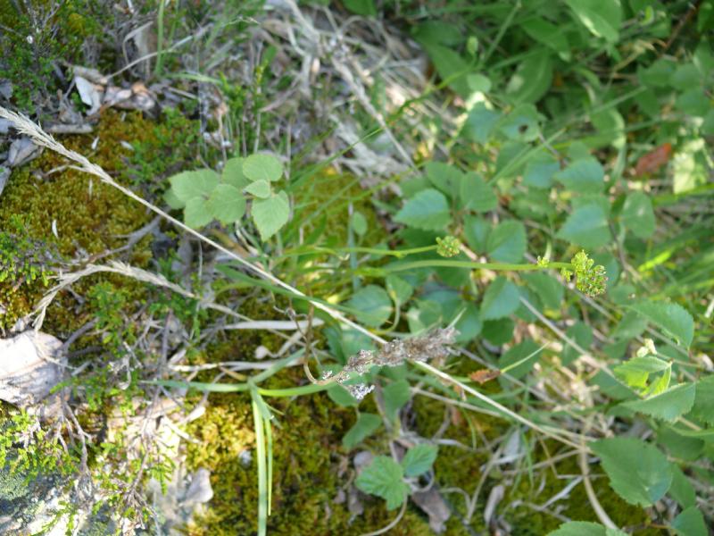 inconnue feuilles.jpg