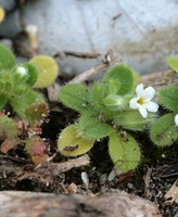 Myosotis pusilla 6 [Myosotis pusilla].jpg
