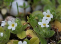 Myosotis pusilla 10 [Myosotis pusilla].jpg