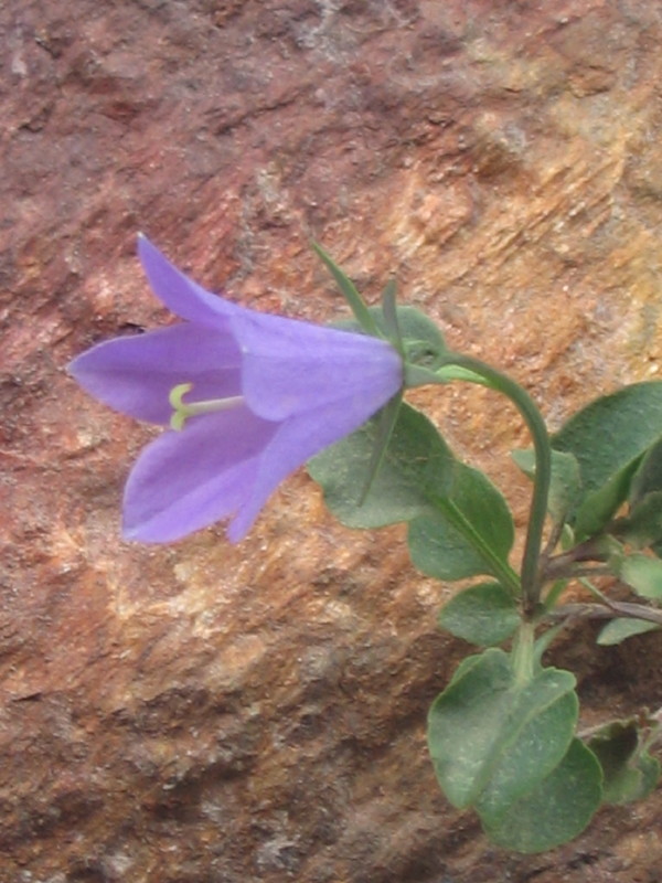 CAMPANULA TOURMALET.JPG