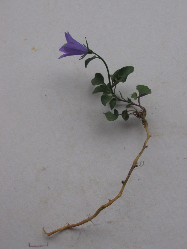 CAMPANULA PLANCHE_1.JPG