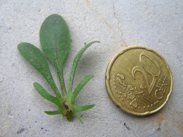 Stipule