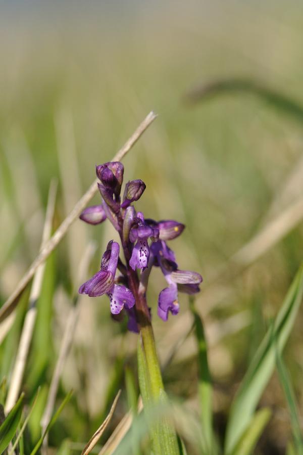 anacamptis morio.jpg