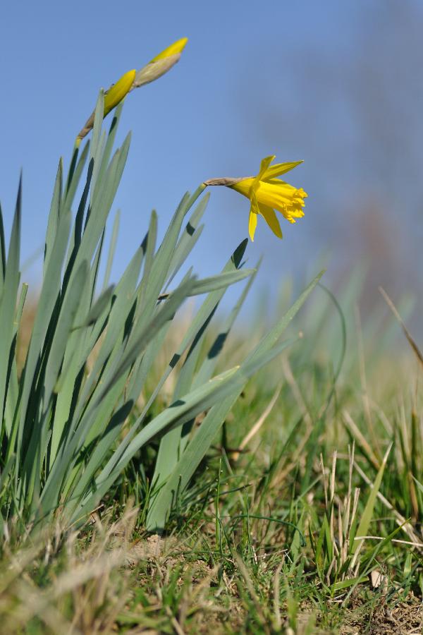 narcissus pseudo narcissus.jpg