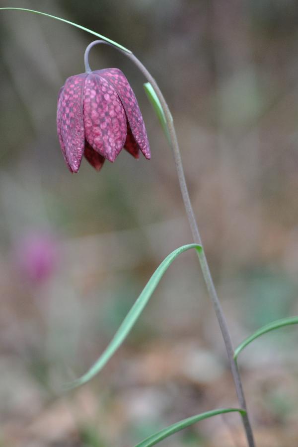 fritilliara meleagris.jpg