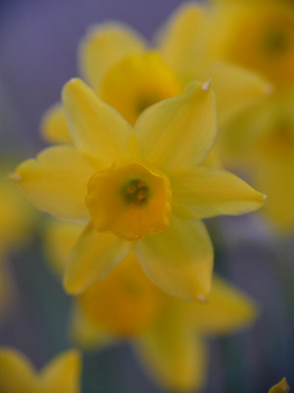 narcissus assoanus.jpg