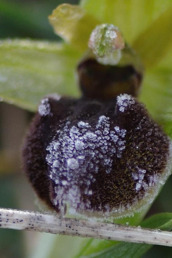ophrys gelifera.jpg