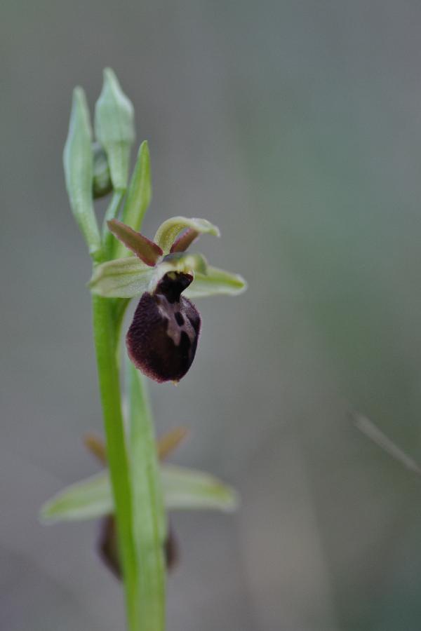 ophrys occidentalis.jpg