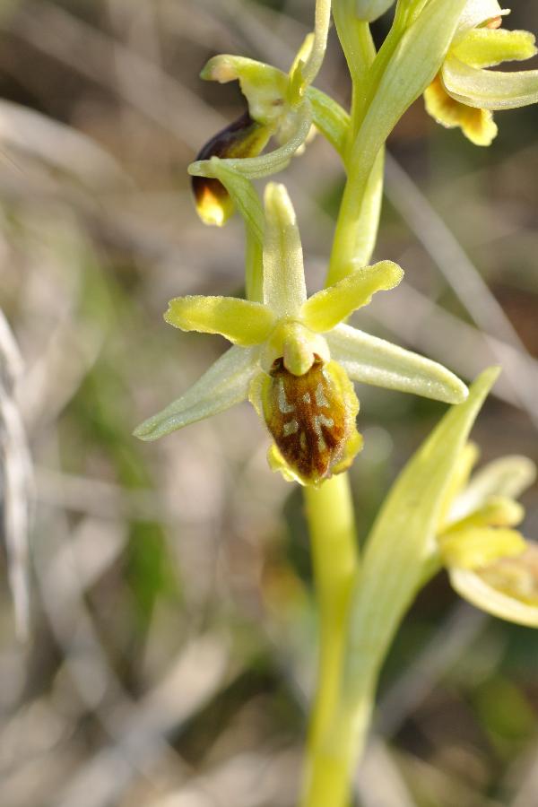 ophrys araneola.jpg