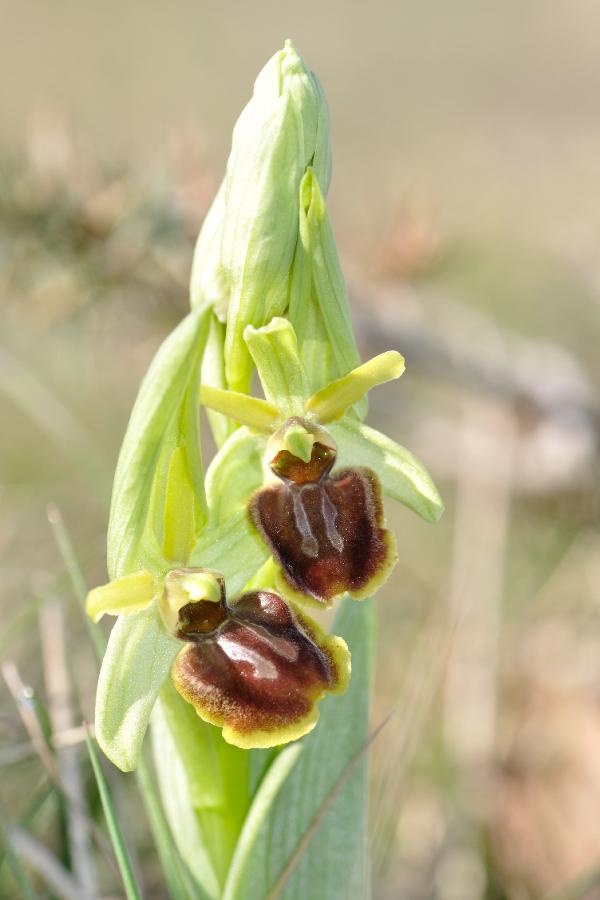 ophrys aranifera.jpg