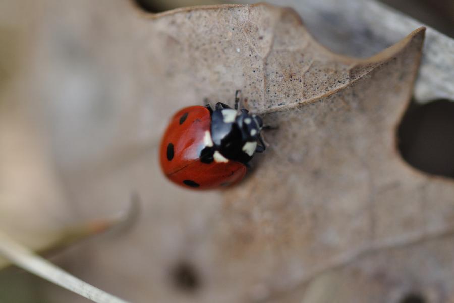 coccinelle.jpg