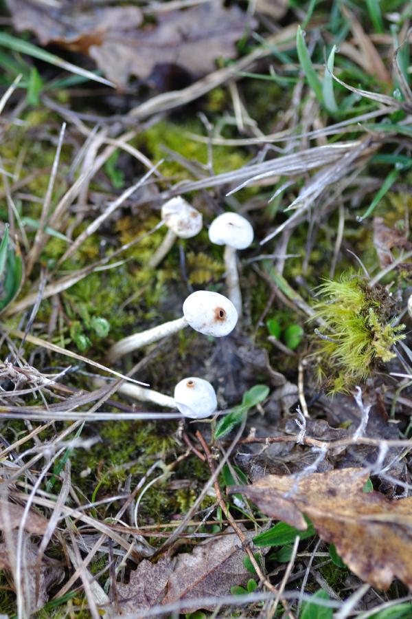 champignons.jpg