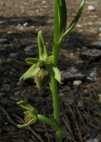 O. sphegodes  01.JPG