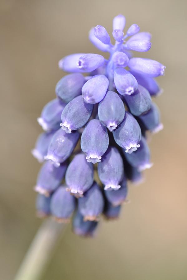 muscari.jpg