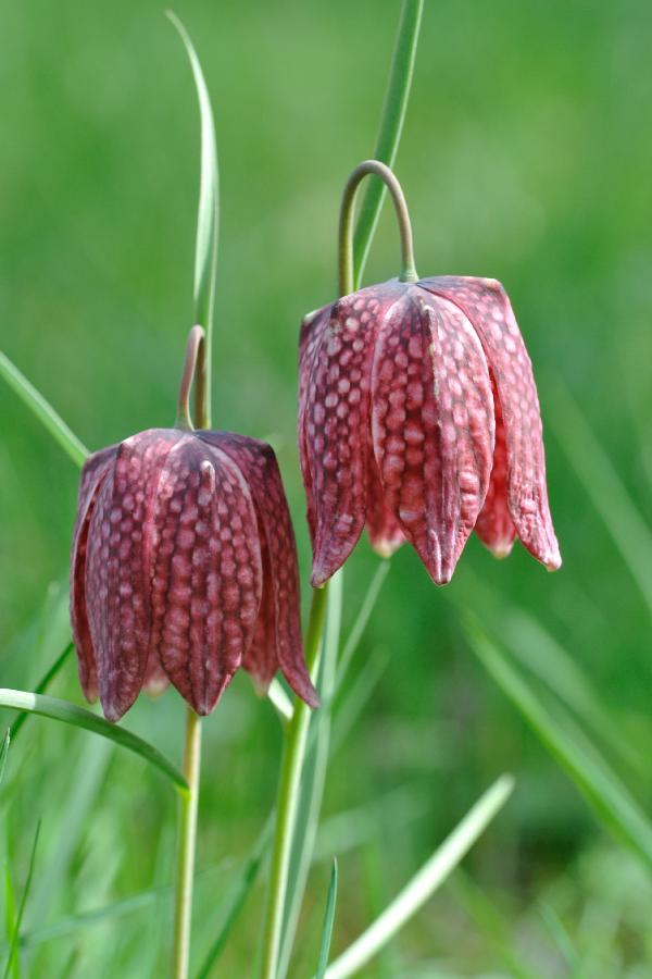 fritilliara meleagris.jpg