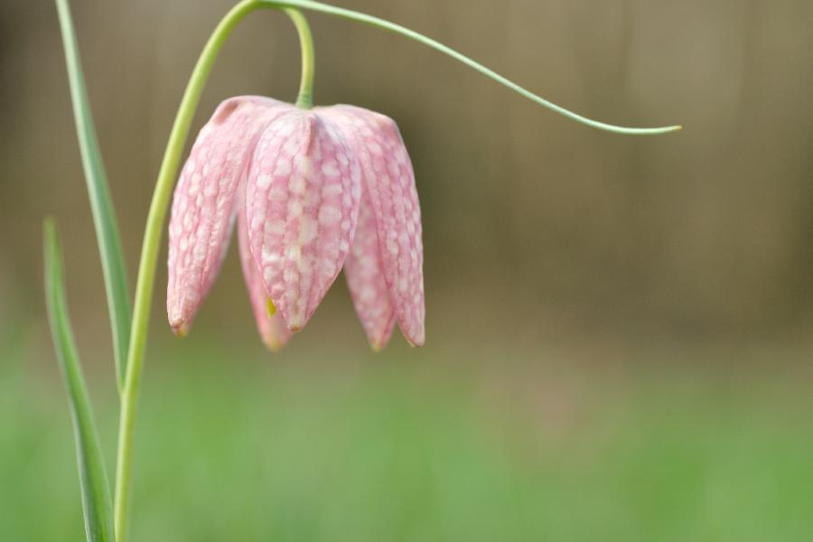 fritillaire rose.jpg