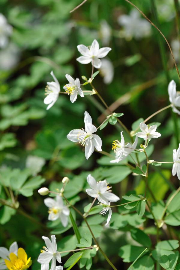 thalictrum.jpg