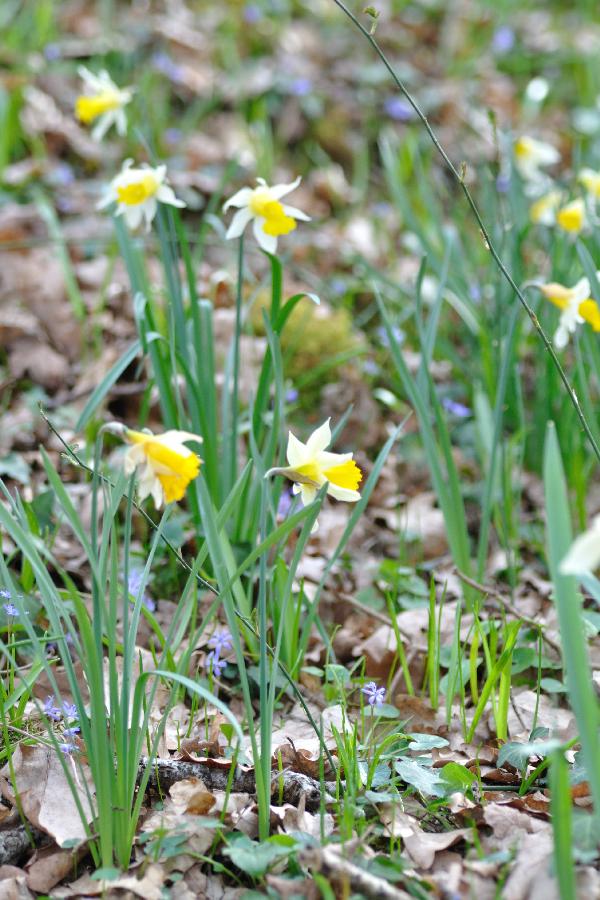 narcisses scilles.jpg