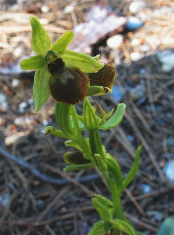 O. sphegodes  03.JPG