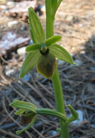 O. sphegodes  04.JPG