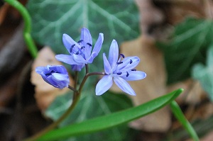 Scille à deux feuilles (9)-1.jpg