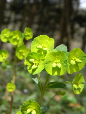Mon 1er échantillon d'Euphorbia sp.