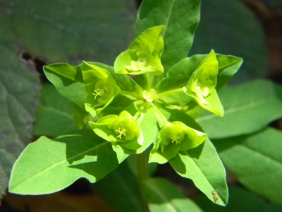 Mon 2eme échantillon d'Euphorbia sp.