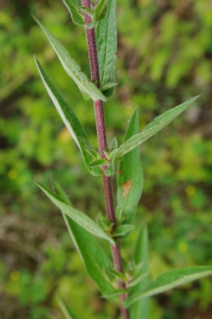 Salvia nemorosa - Sauge sauvage [Lamiaceae] (9).JPG
