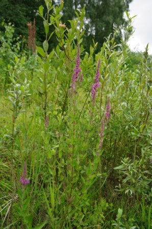 Salvia nemorosa - Sauge sauvage [Lamiaceae] (1).JPG