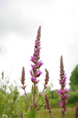 Salvia nemorosa - Sauge sauvage [Lamiaceae] (2).JPG