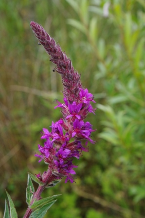 Salvia nemorosa - Sauge sauvage [Lamiaceae] (8).JPG