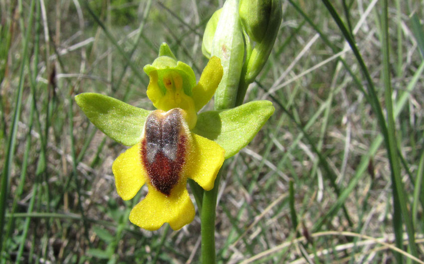 03Ophrys-lutea-1b.jpg