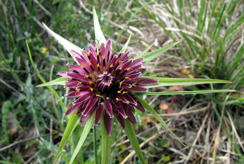 06Tragopogon porrifolius.jpg