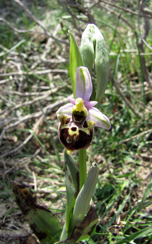 10Ophrys-fuciflora.jpg