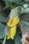 Anagyris foetida 24 (Copier).JPG
