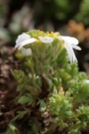 Anthemis secundiramea 9 (Copier).JPG