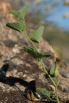 Aristolochia pallida 1 (Copier).JPG