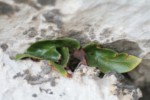 Asplenium sagitatum 1 (Copier).JPG