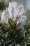 Astragalus tragacantha 5 (Copier).JPG