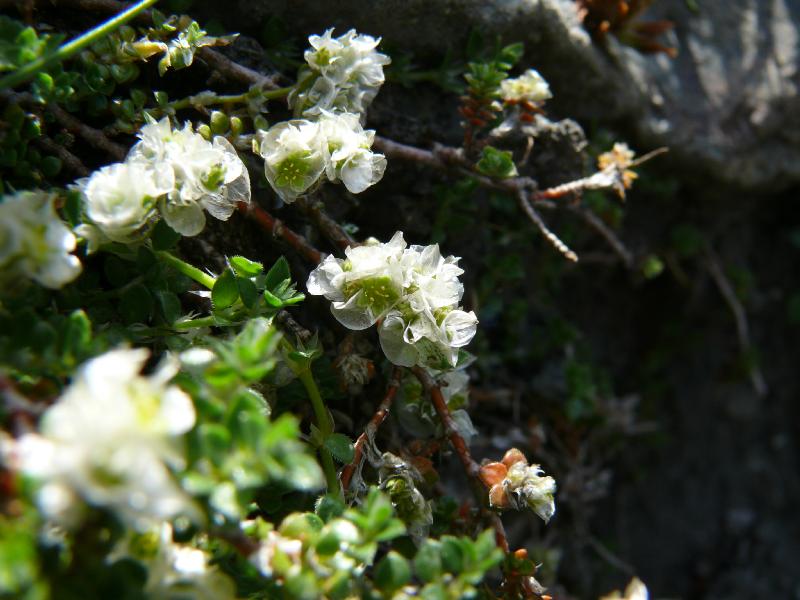 blanche detail.jpg