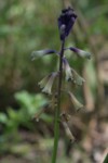 Bellevalia trifoliata 25 (Copier).JPG