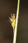 Carex depressa subsp. basilaris 4 (Copier).JPG