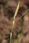 Carex grioletii 4 (Copier).JPG