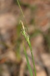 Carex olbiensis 20 (Copier).JPG