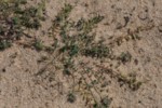 Corrigiola telephiifolia 5 (Copier).JPG