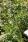 Echium calycinum 2 (Copier).JPG
