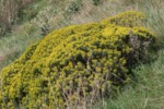 Euphorbia dendroides 10 (Copier).JPG