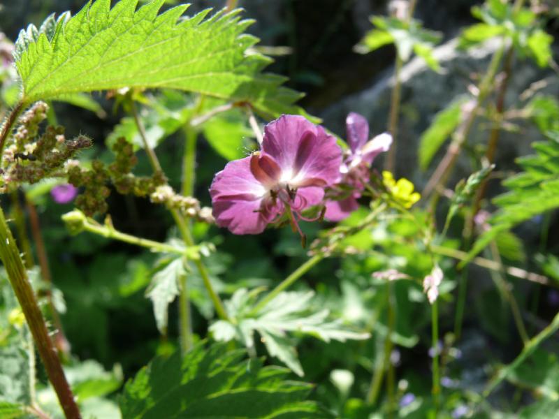 violette.jpg